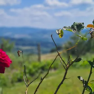 Il Nido Appartamento